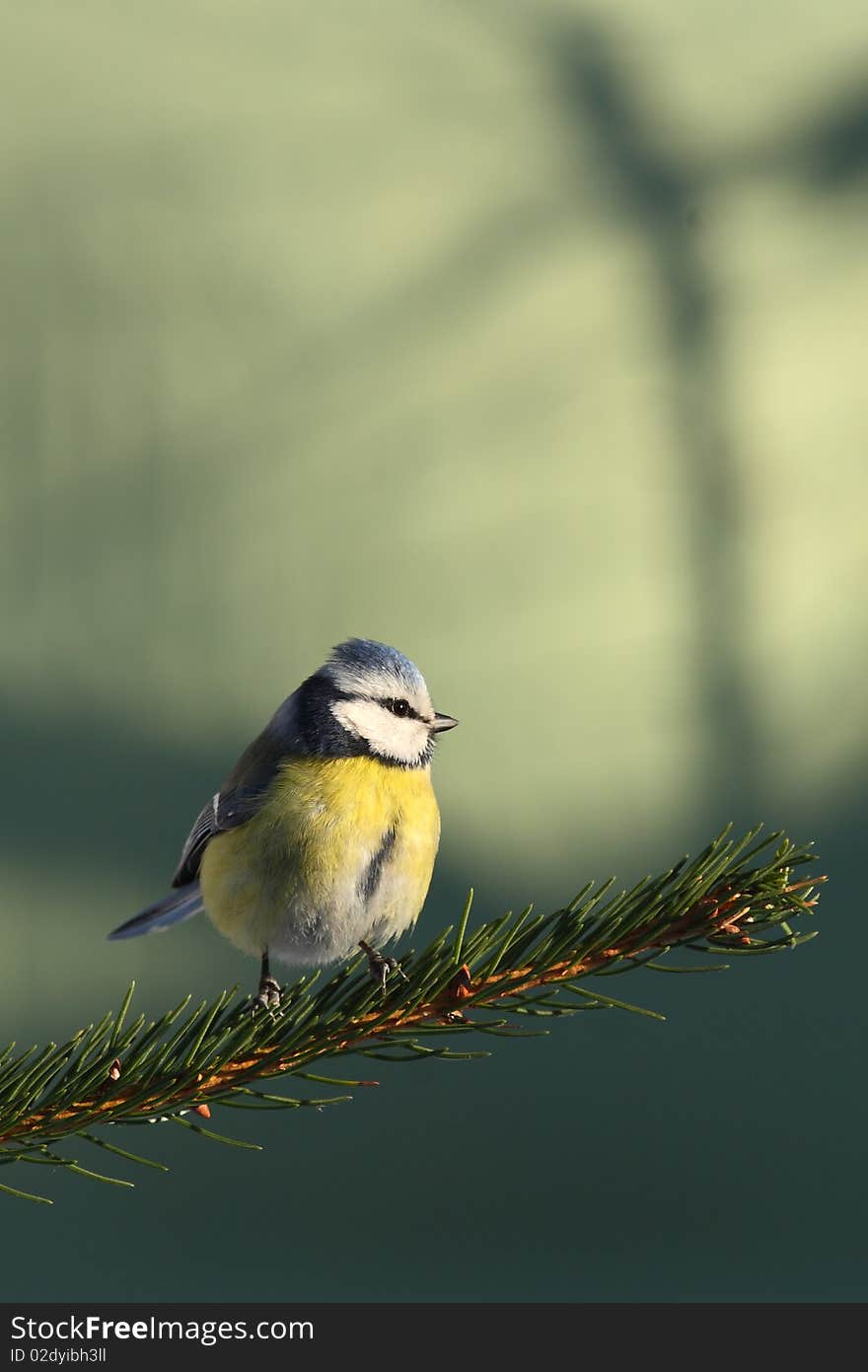 Blue tit I