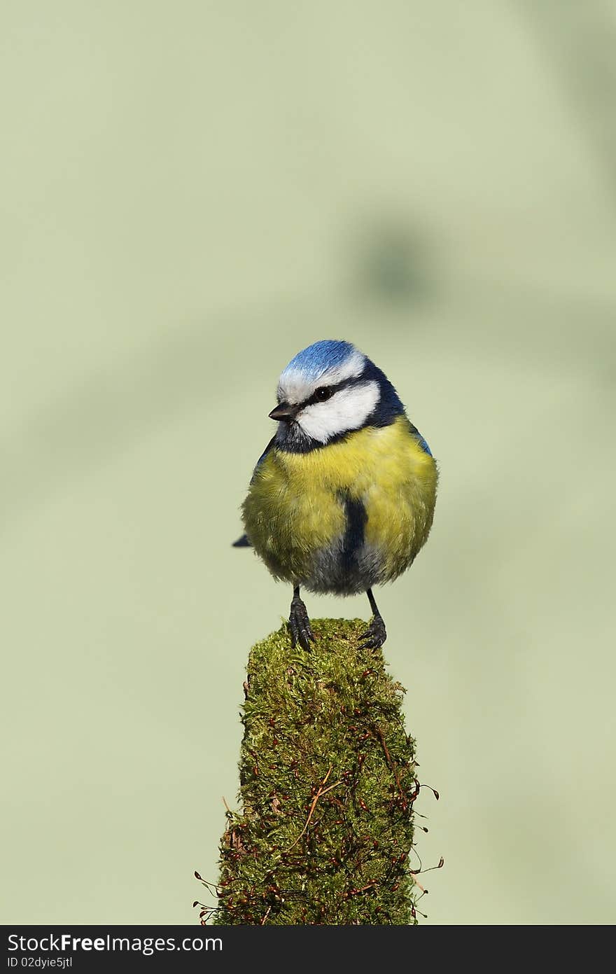 Blue tit II