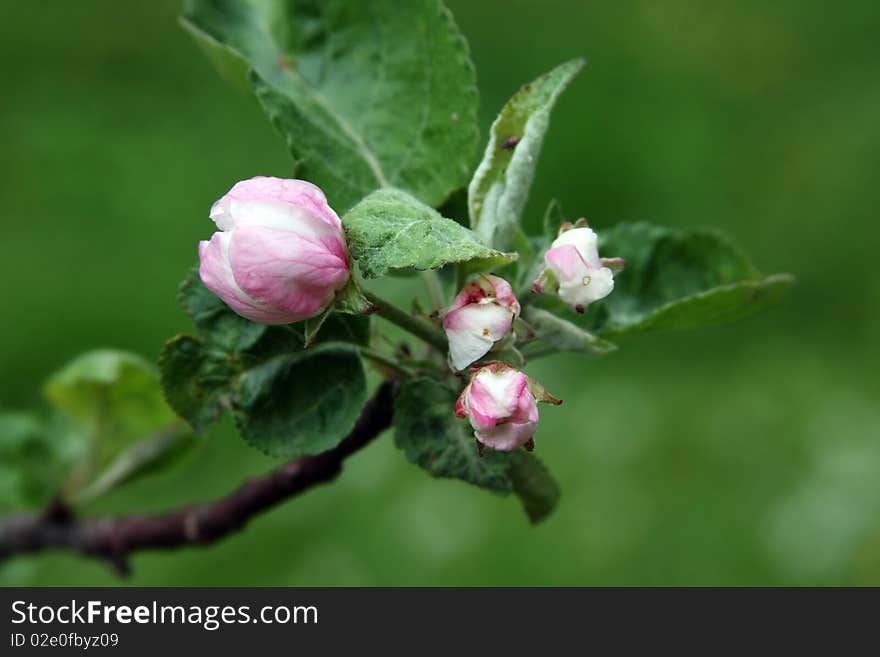 Apple branch with four blossomed pink flowers. Apple branch with four blossomed pink flowers