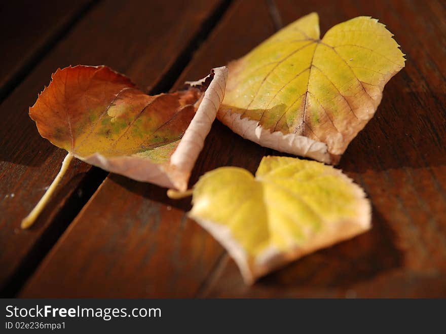 Three yellow colored autumn leaves on a table