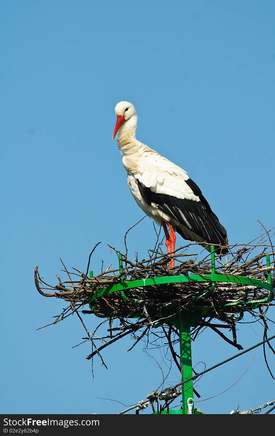 White Stork relaxing in its nest