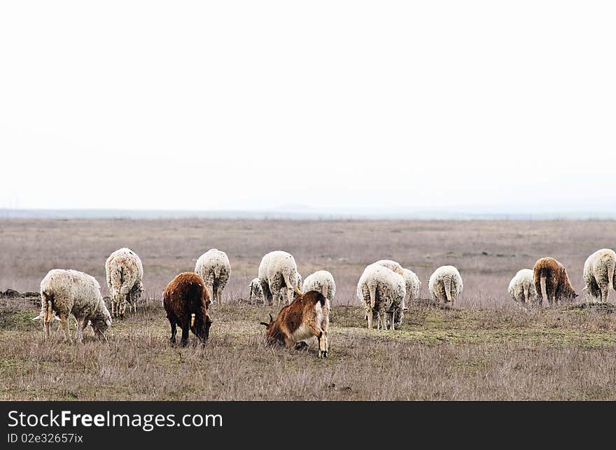 Herd of sheeps and goats eating dry grass