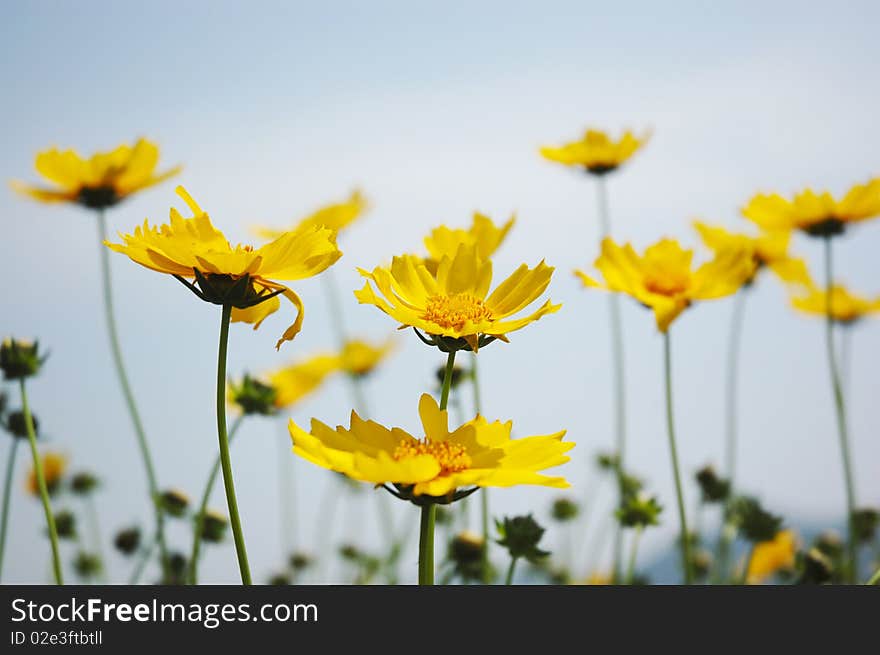 Yellow flower over blue sky background. Yellow flower over blue sky background