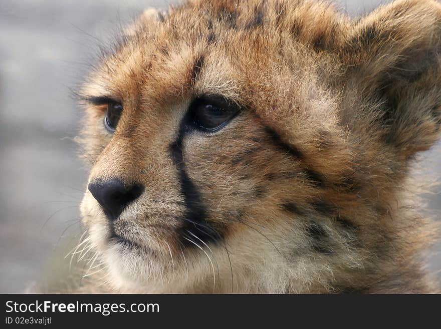 Cheetah Baby S Pure Eyes