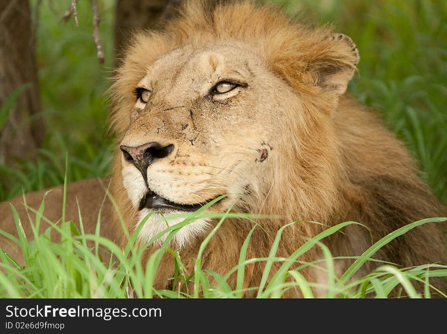 Wounded Lion In The Grass