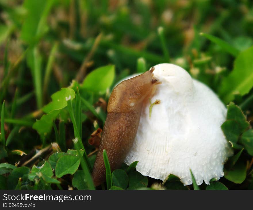 Slug on Mushroom