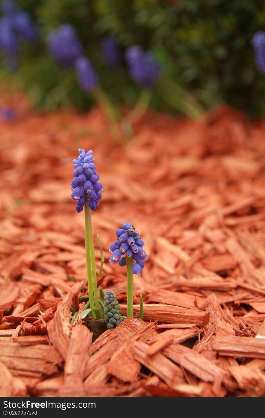 Blue Muscari (Muscari racemosus) in the park