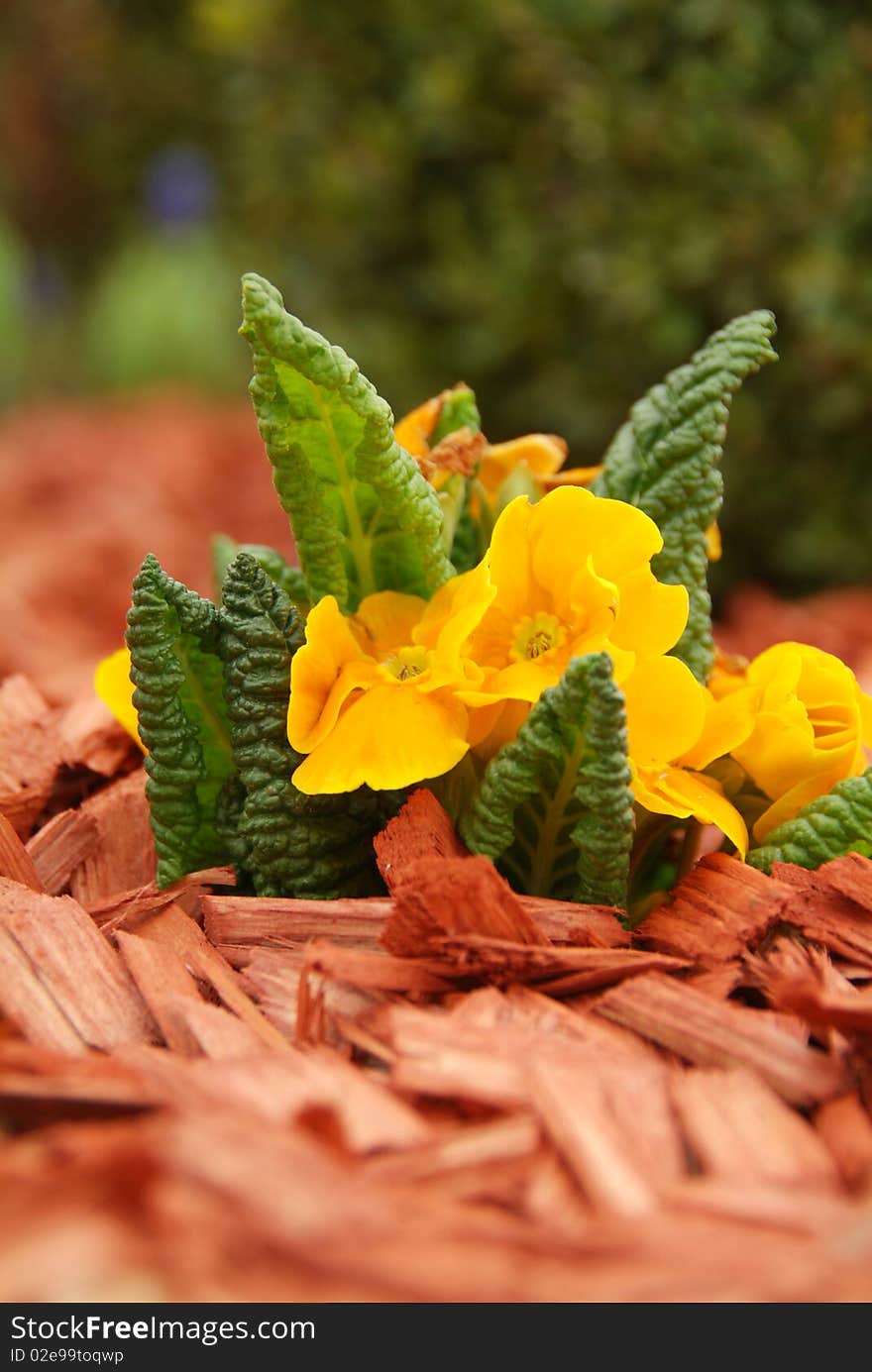 Yellow primulas in the park. Yellow primulas in the park