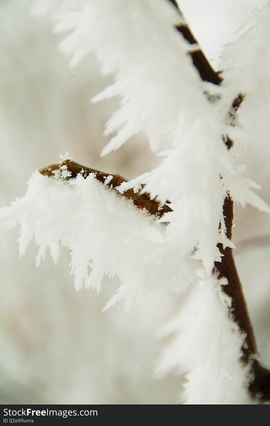 Rime on a branch