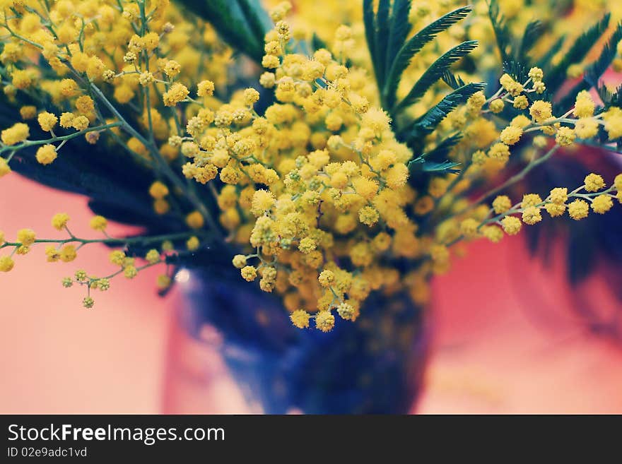 Bouquet of acacia flowers