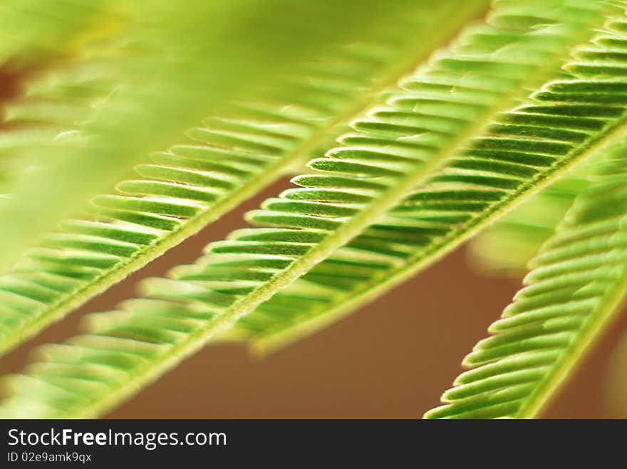 Acacia Leaves