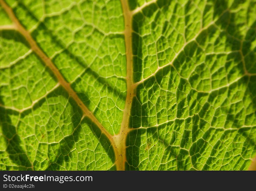 A macro image of a green plant nerve