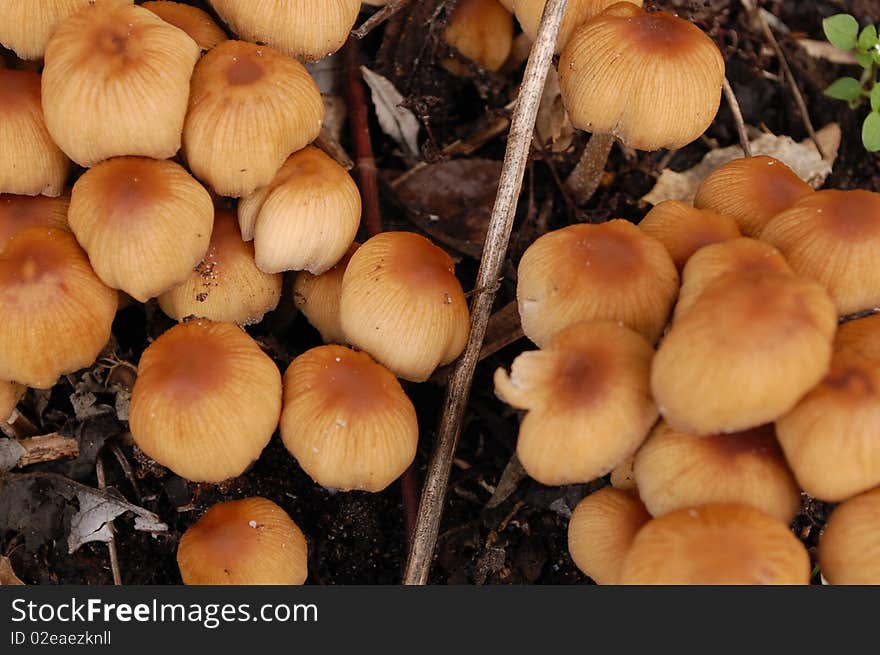 brown mushrooms drugs