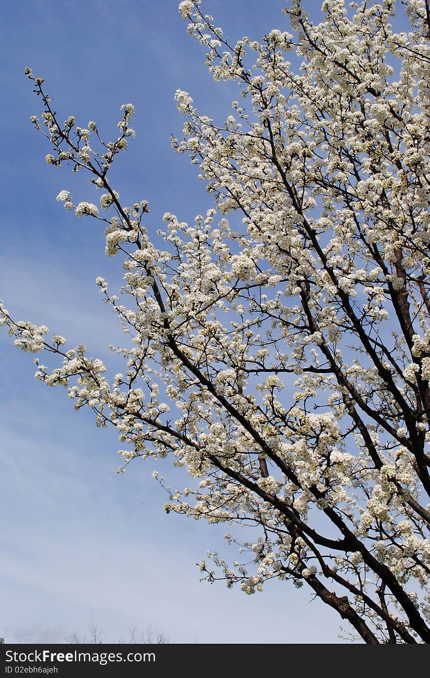 A blooming pear blossom tree with white flowers on blue sky. A blooming pear blossom tree with white flowers on blue sky