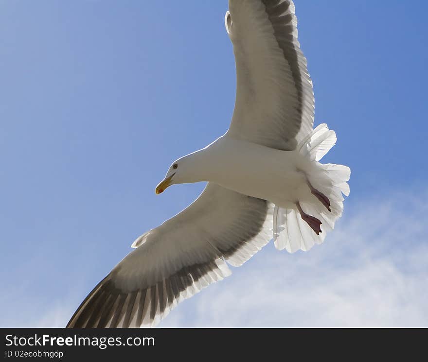 California SeaGull close up