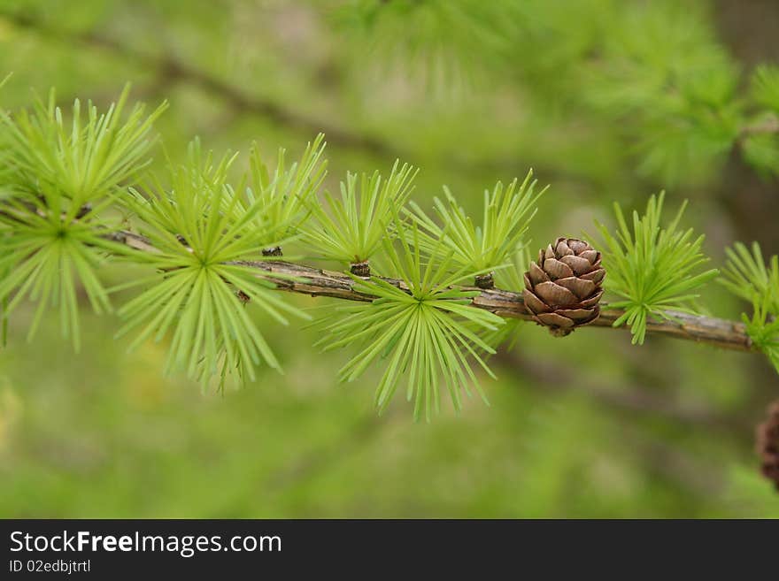 Green juicy spring larch cone