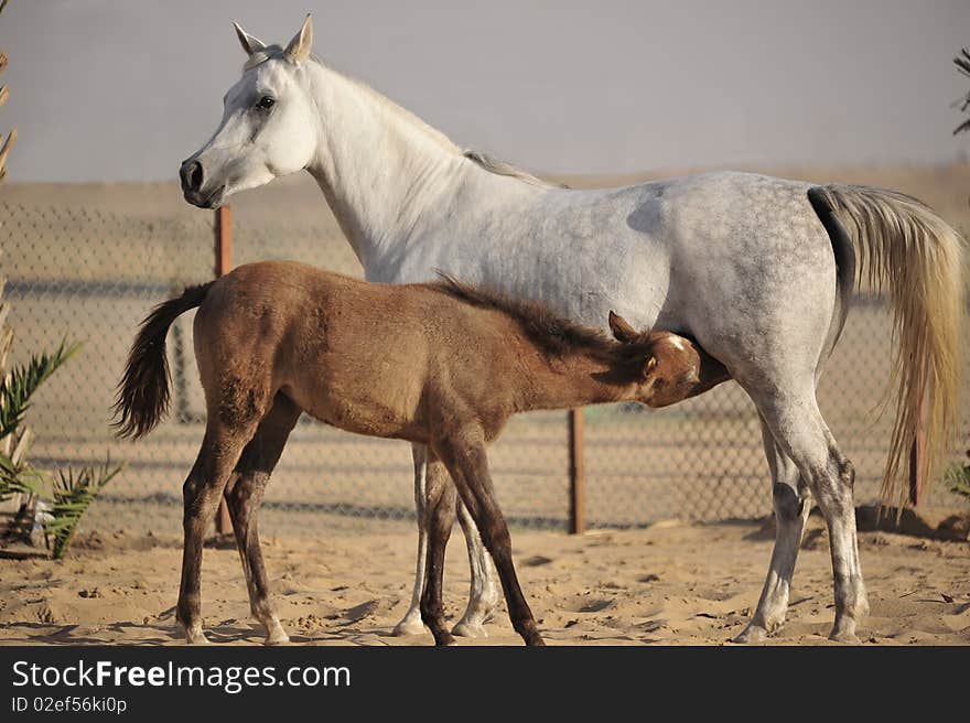 Arabian horse feeding