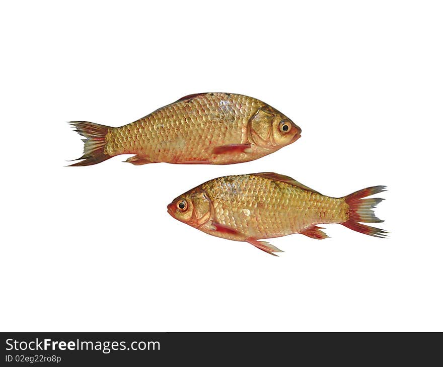 Two carps isolated on white