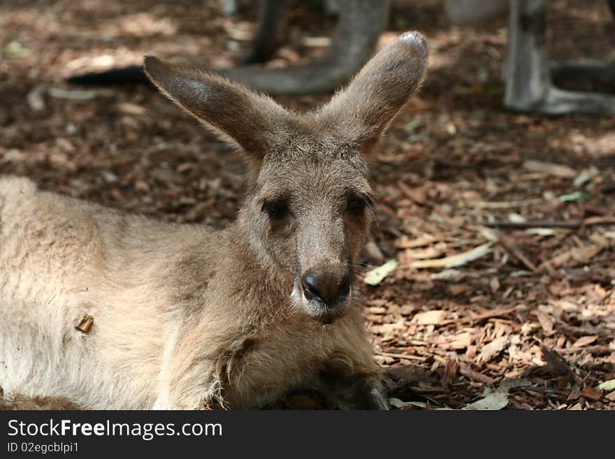 A very sleepy Kangaroo in a Zoo