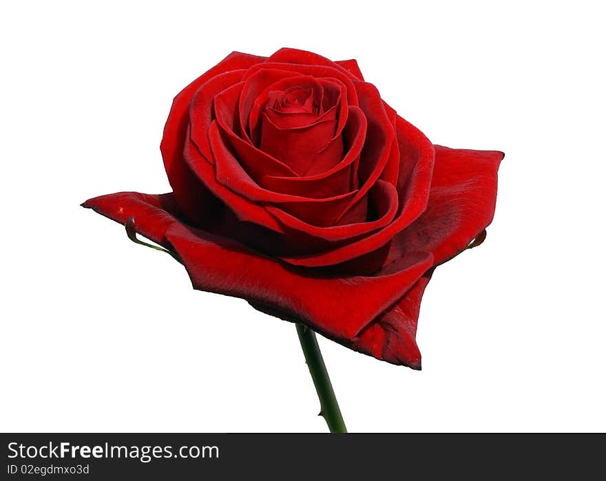 Red rose isolated on white. Red rose isolated on white