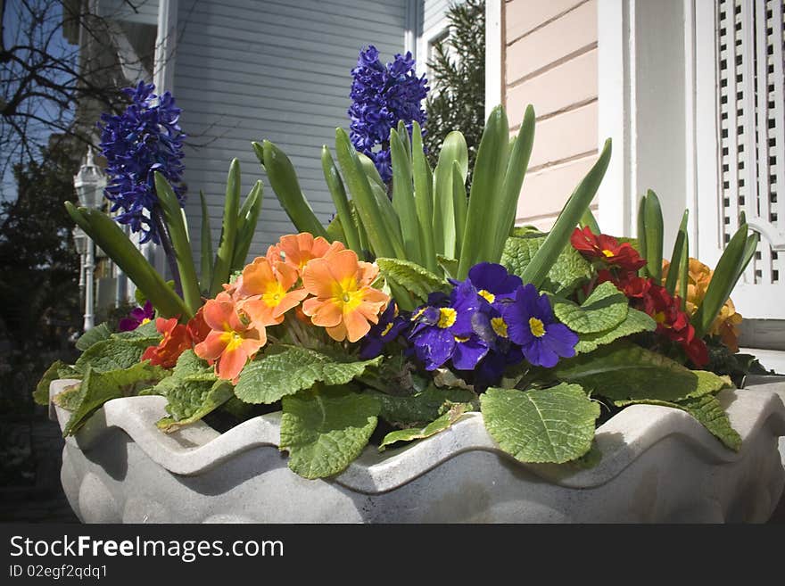 Flowers looking great in sunny day.