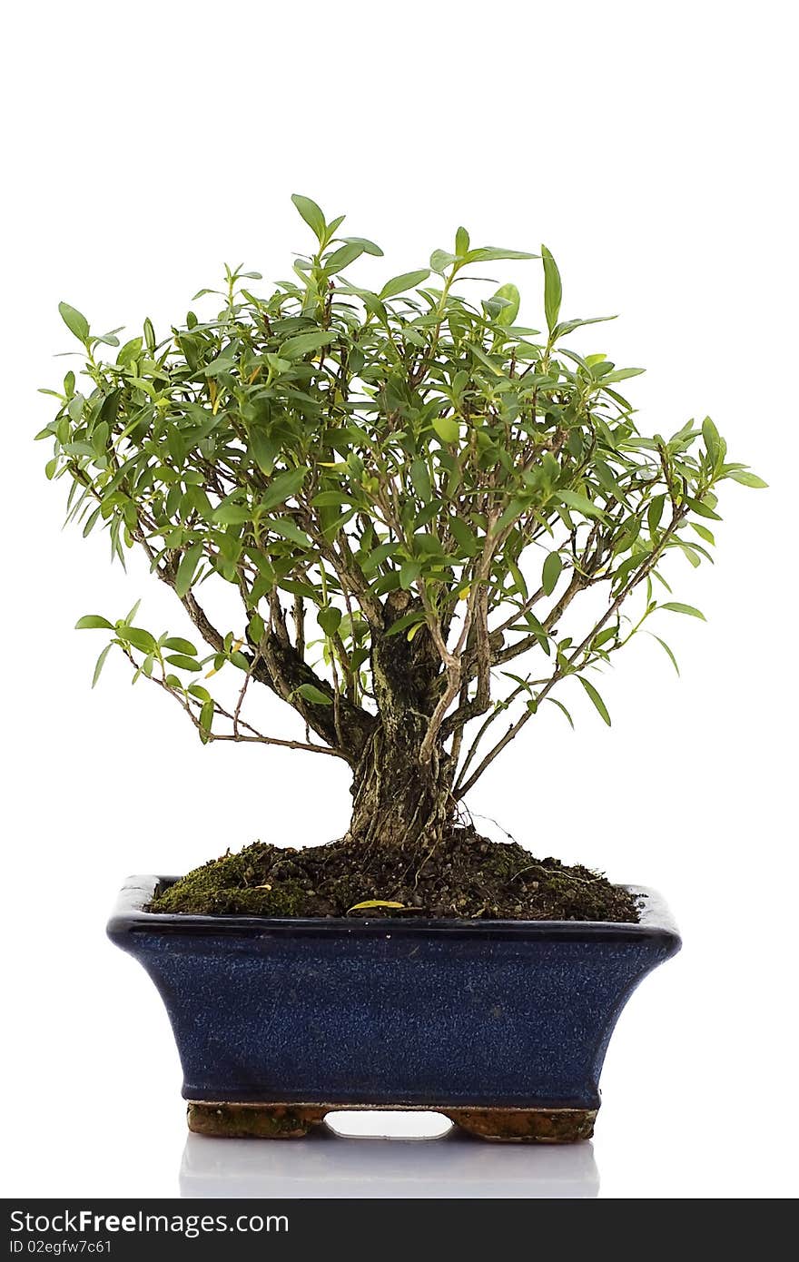 Bonsai