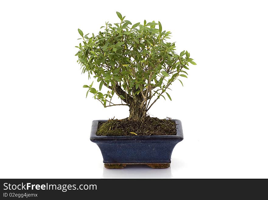 Bonsai