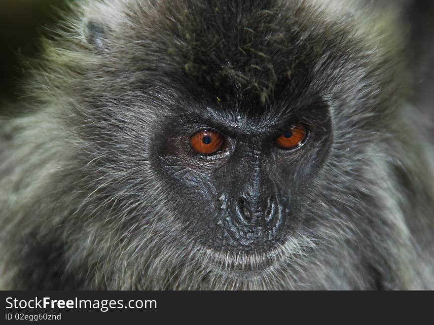 Silver Leaf Monkey