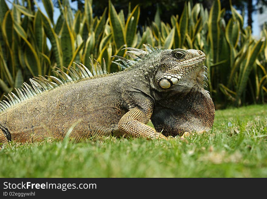 Land iguana in ecuador south america