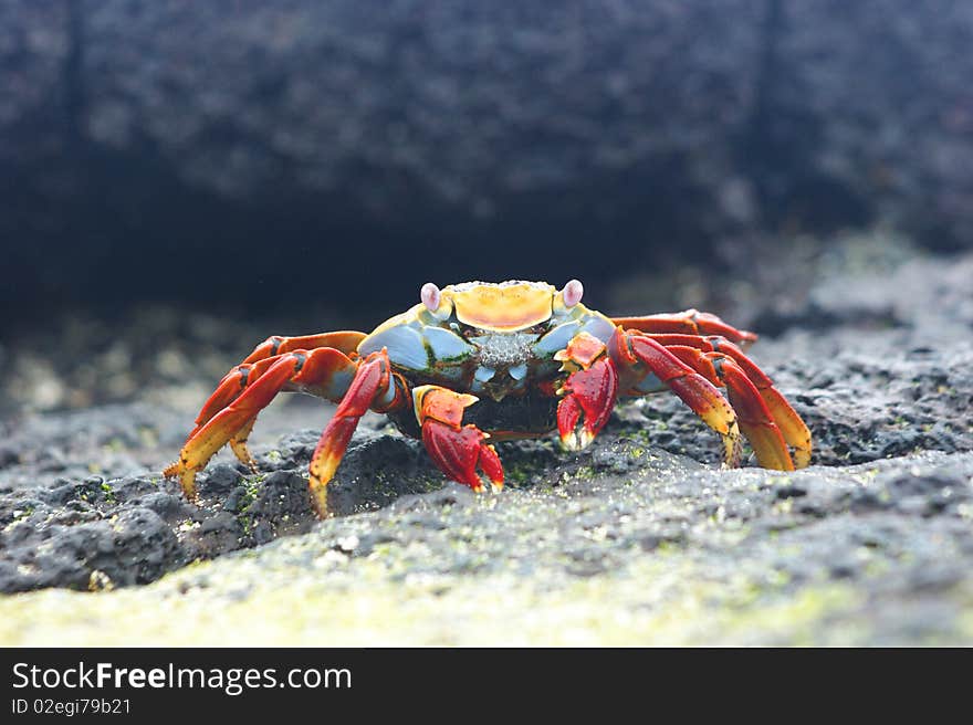 Wildlife on the galapagos islands. Wildlife on the galapagos islands