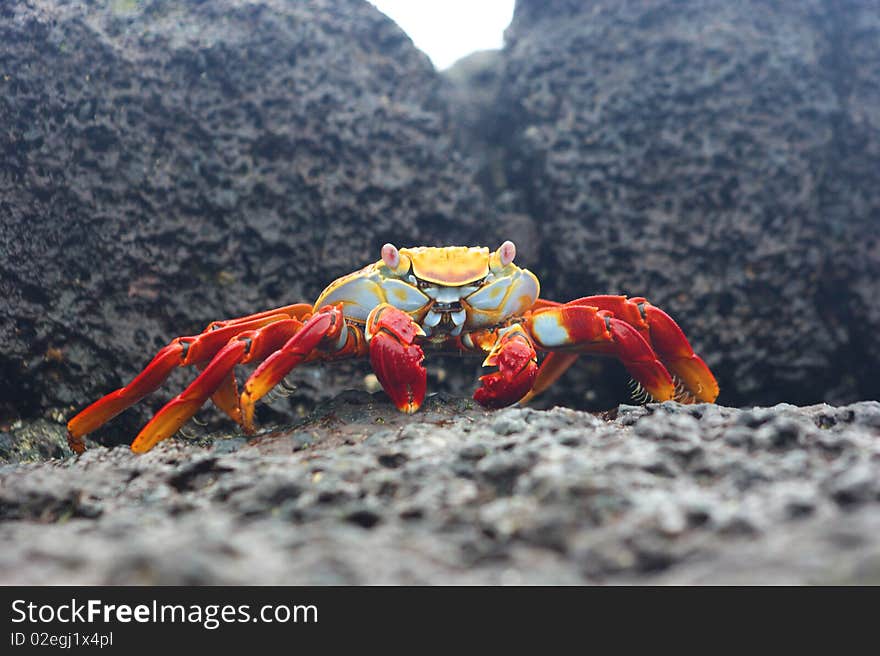 Sally Lightfooted Crab