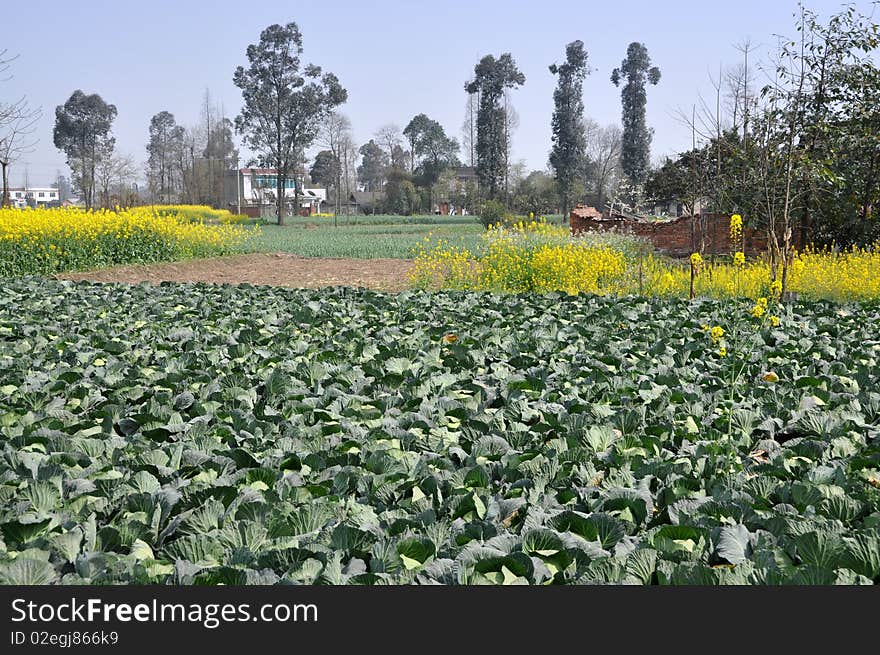 Pengzhou, China: Farmlands with Cabbages