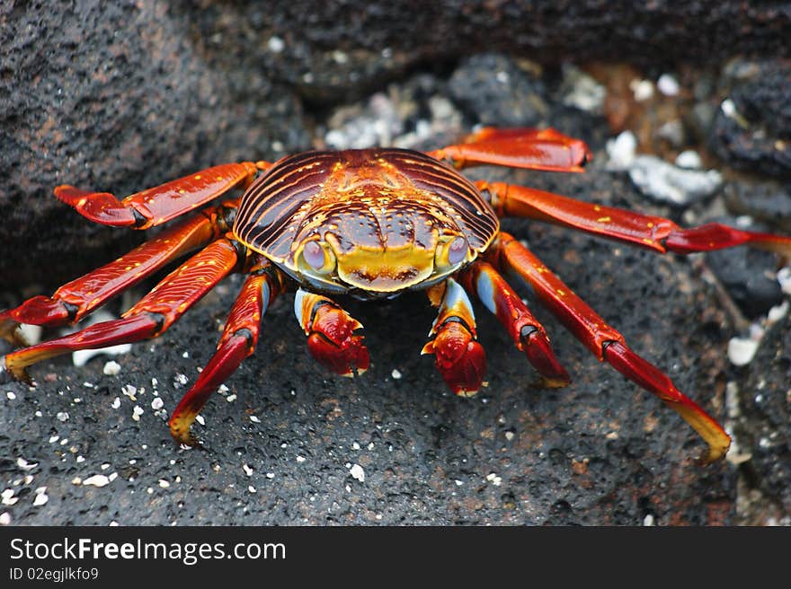 Wildlife on the galapagos islands. Wildlife on the galapagos islands