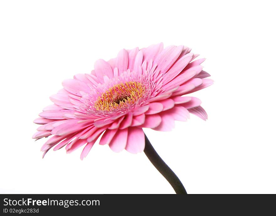 Pink gerbera on white background