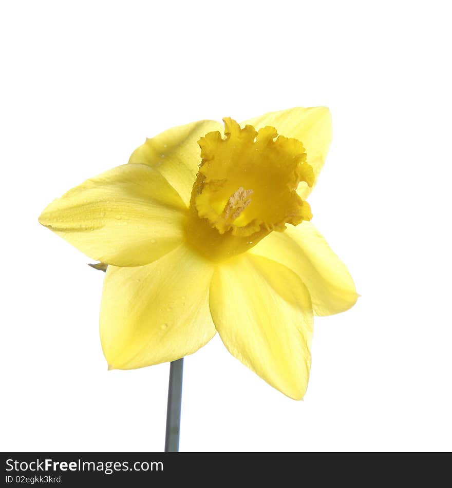 Daffodil