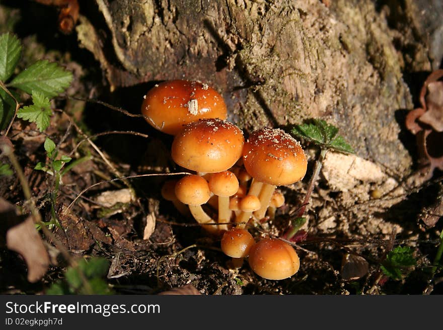 Mushrooms in the undergrowth autumn. Mushrooms in the undergrowth autumn