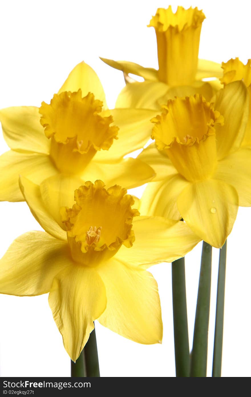 Daffodils