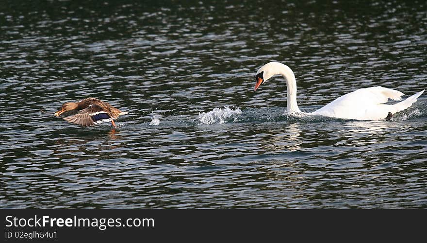 White swan chases a duck