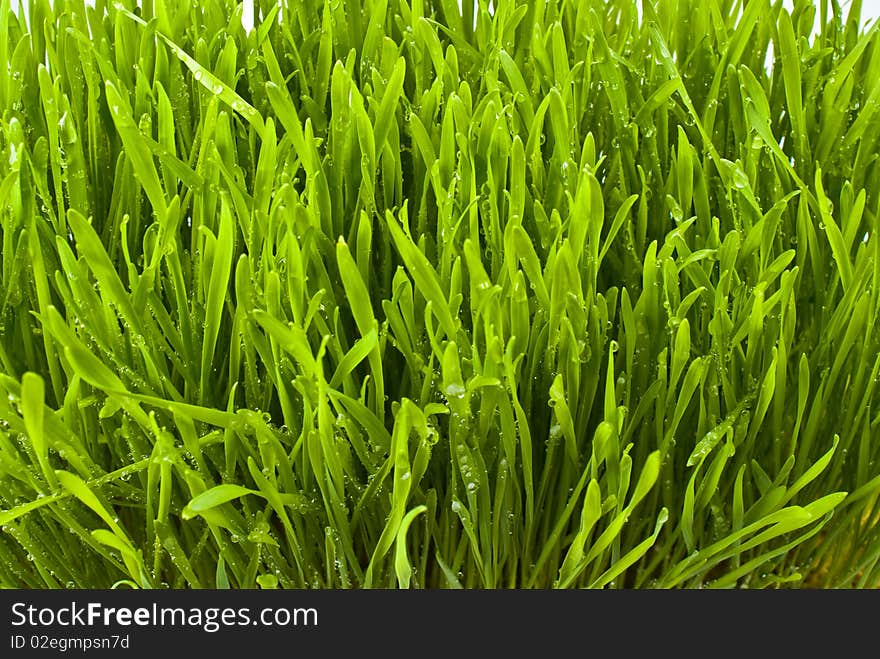 Fresh green grass with water