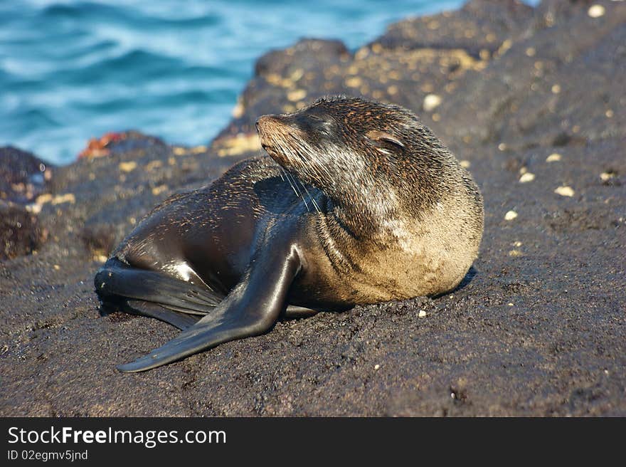 Fur Seal