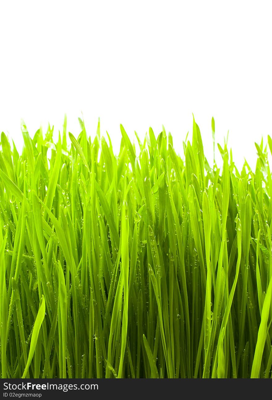 Green grass on white background