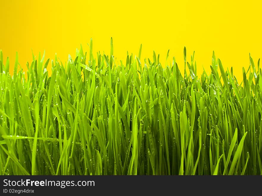 Fresh green grass on yellow background