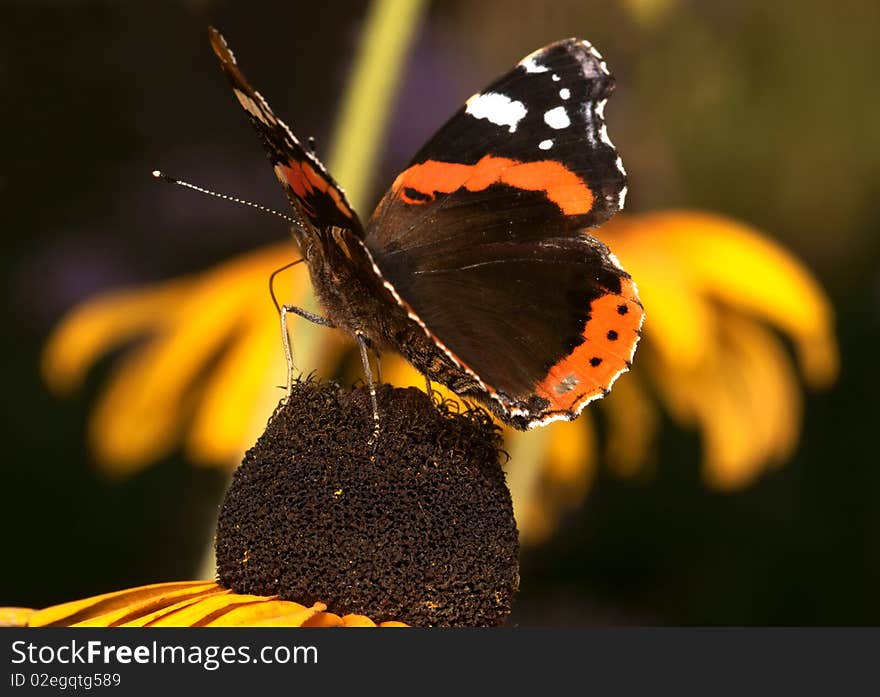 Butterfly sitting on the marigold