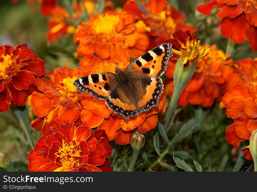 Butterfly sitting on the marigold