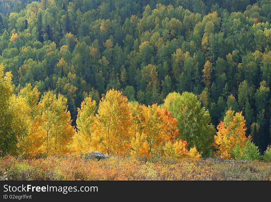 The colorful trees in the autumn of Sinkiang, China. The colorful trees in the autumn of Sinkiang, China