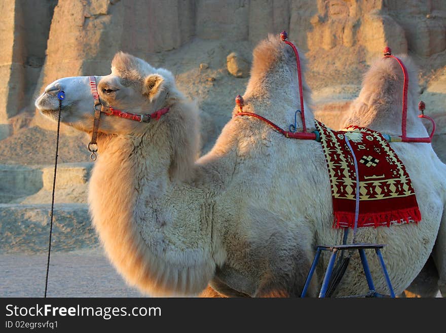 White camel