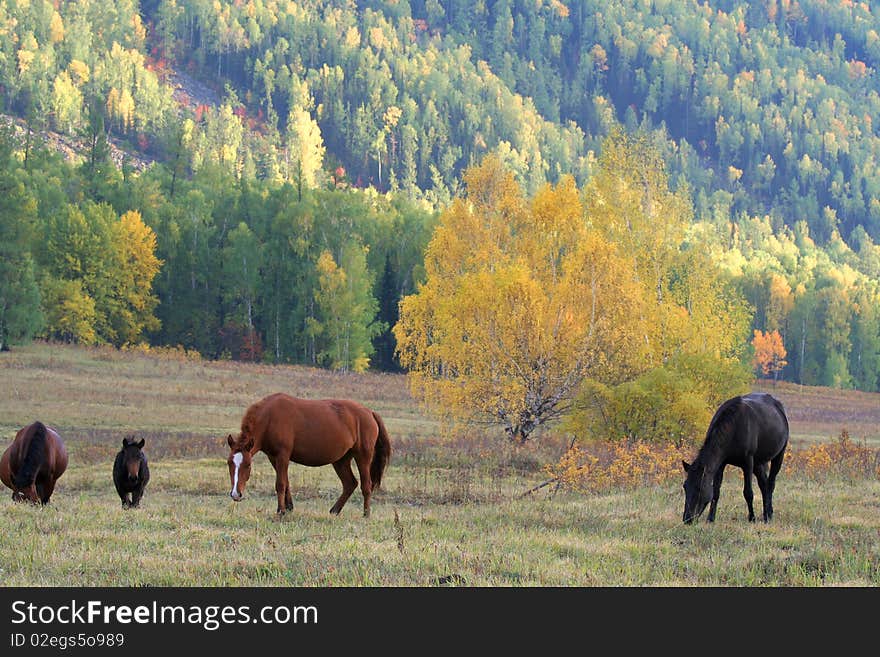 Horses are gnawing grass in the autumn of Sinkiang, China. Horses are gnawing grass in the autumn of Sinkiang, China