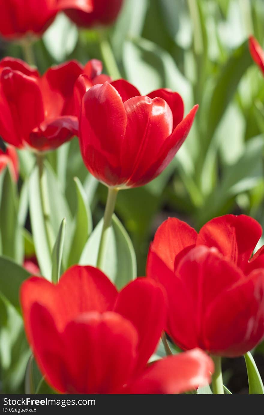 Red tulip flower