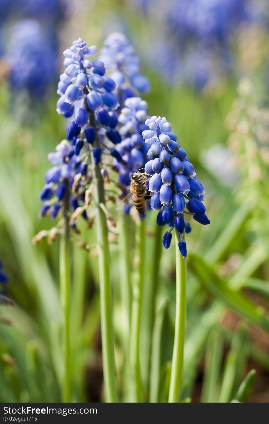 A working bee on the azure muscari botryoides under the sun. A working bee on the azure muscari botryoides under the sun