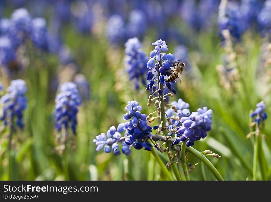 A working bee on the azure muscari botryoides under the sun